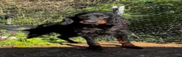 Gordon Setter dogs for adoption: Aillen - Advert 1
