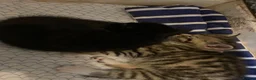Mixed Breed cats for sale: Kittens and mother  - Advert 5