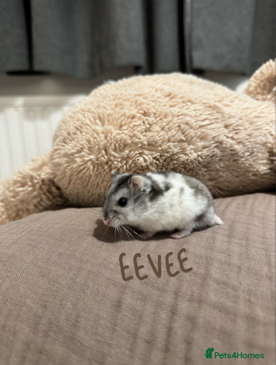 Hamster rodents for sale: 3x Winter White Dwarf Hamsters - Advert 10