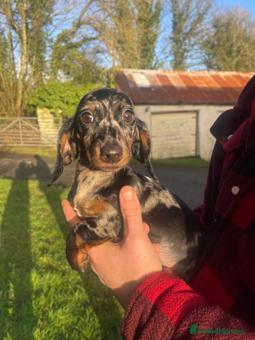 Dachshund dogs for sale: 🐶 Ready to leave 🐶 - Advert 1