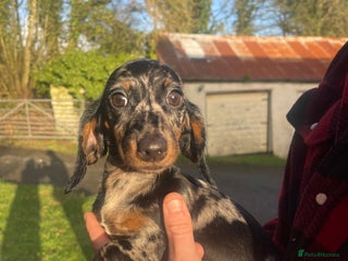 Dachshund dogs 🐶 Ready to leave 🐶 - Advert 11