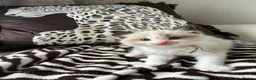 Ragdoll cats for sale: Ragdoll kittens  - Advert 7