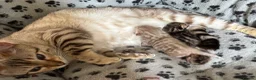 Bengal cats for sale: Female SBT Bengal kitten - Advert 1