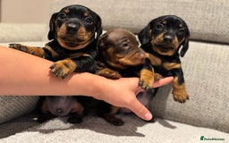 Miniature Dachshund dogs for sale: Mini miniature dachshund puppies  - Image 6