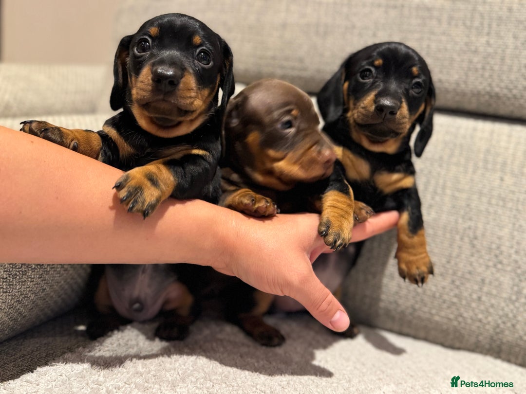 Miniature Dachshund dogs for sale: Mini miniature dachshund puppies  - Image 6