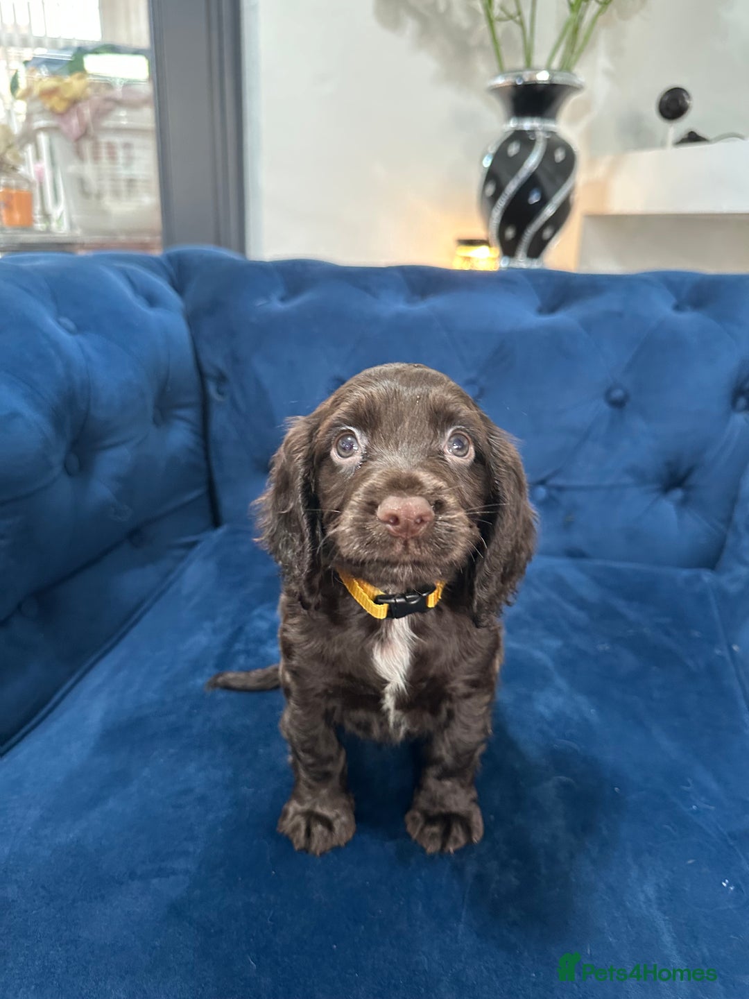 Cocker Spaniel dogs for sale: Beautiful litter of cocker spaniel pups 4 left  - Image 35