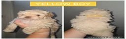 Shorkie dogs for sale: Shorkie - Advert 3