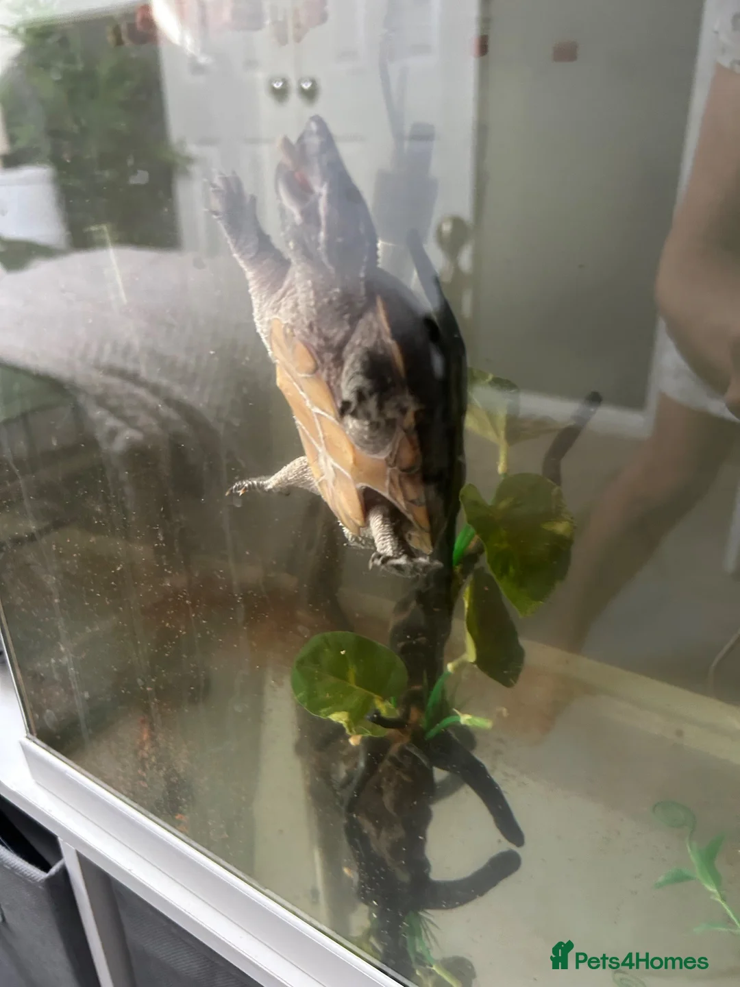 Turtle reptiles for sale: Common Musk Turtle in Clacton-on-Sea - Advert 2