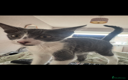 Mixed Breed cats for sale: Kit 6 months old  - Image 3
