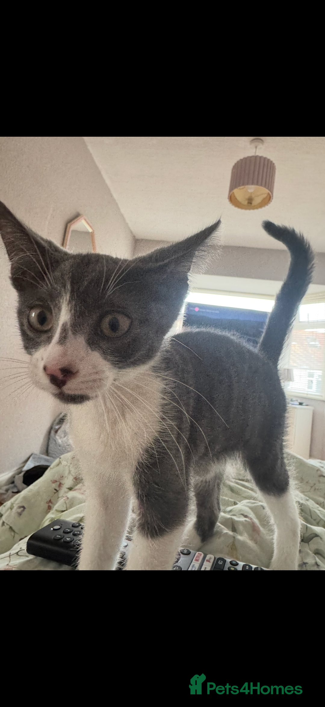 Mixed Breed cats for sale: Kit 6 months old  - Image 3
