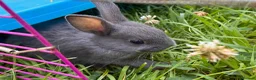 Netherland Dwarf rabbits for sale: Adorable Baby Netherland Dwarf Rabbits - Advert 7