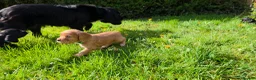 Cocker Spaniel dogs for sale: Meet lady's beautiful cocker spaniel puppies in Nottingham - Advert 13