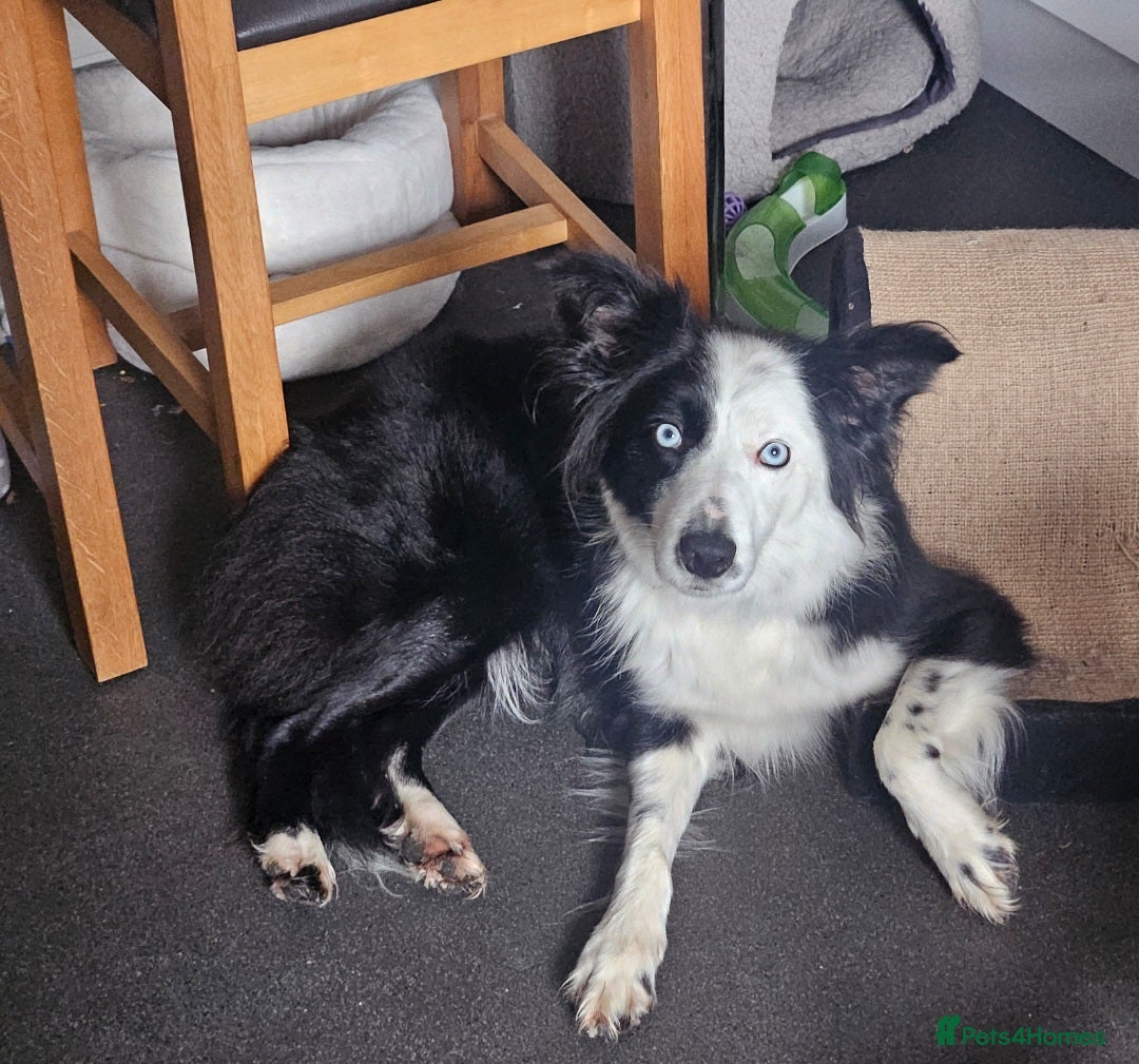 Border Collie dogs Loving young female border collie for pet home - Advert 1