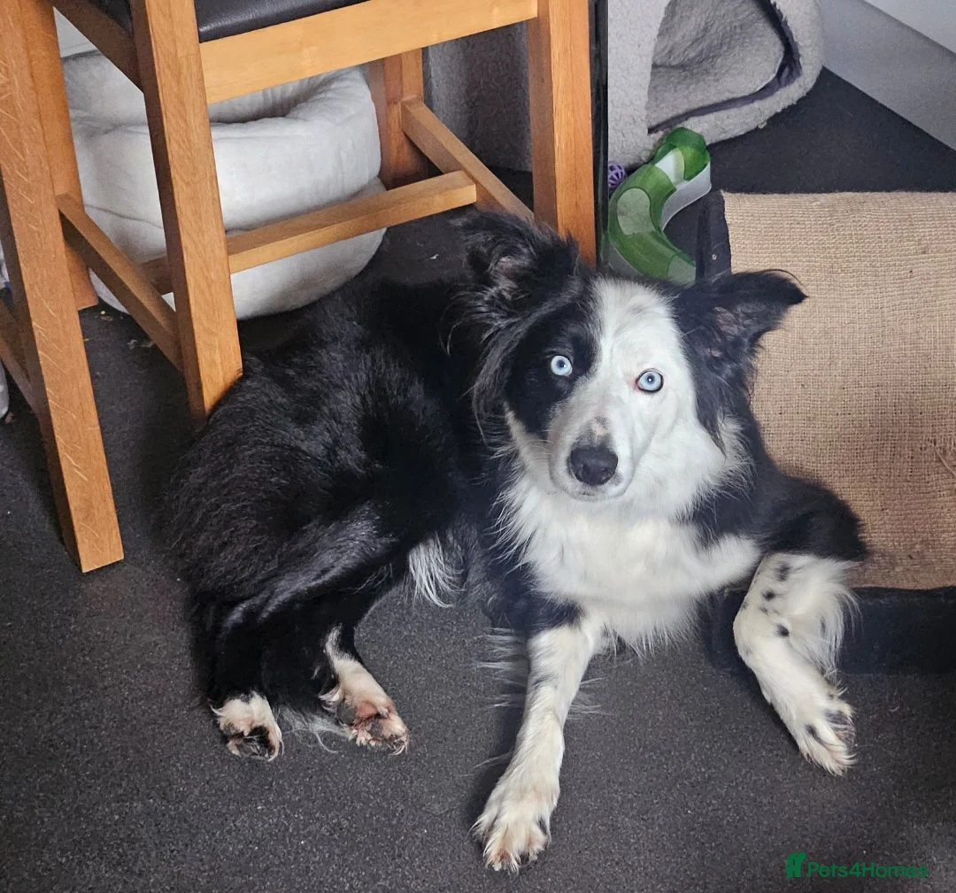 Border Collie dogs for sale: Loving young female border collie for pet home - Advert 1