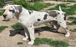 Great Dane dogs for sale: Great dane puppies for sale  in Brentwood - Image 12