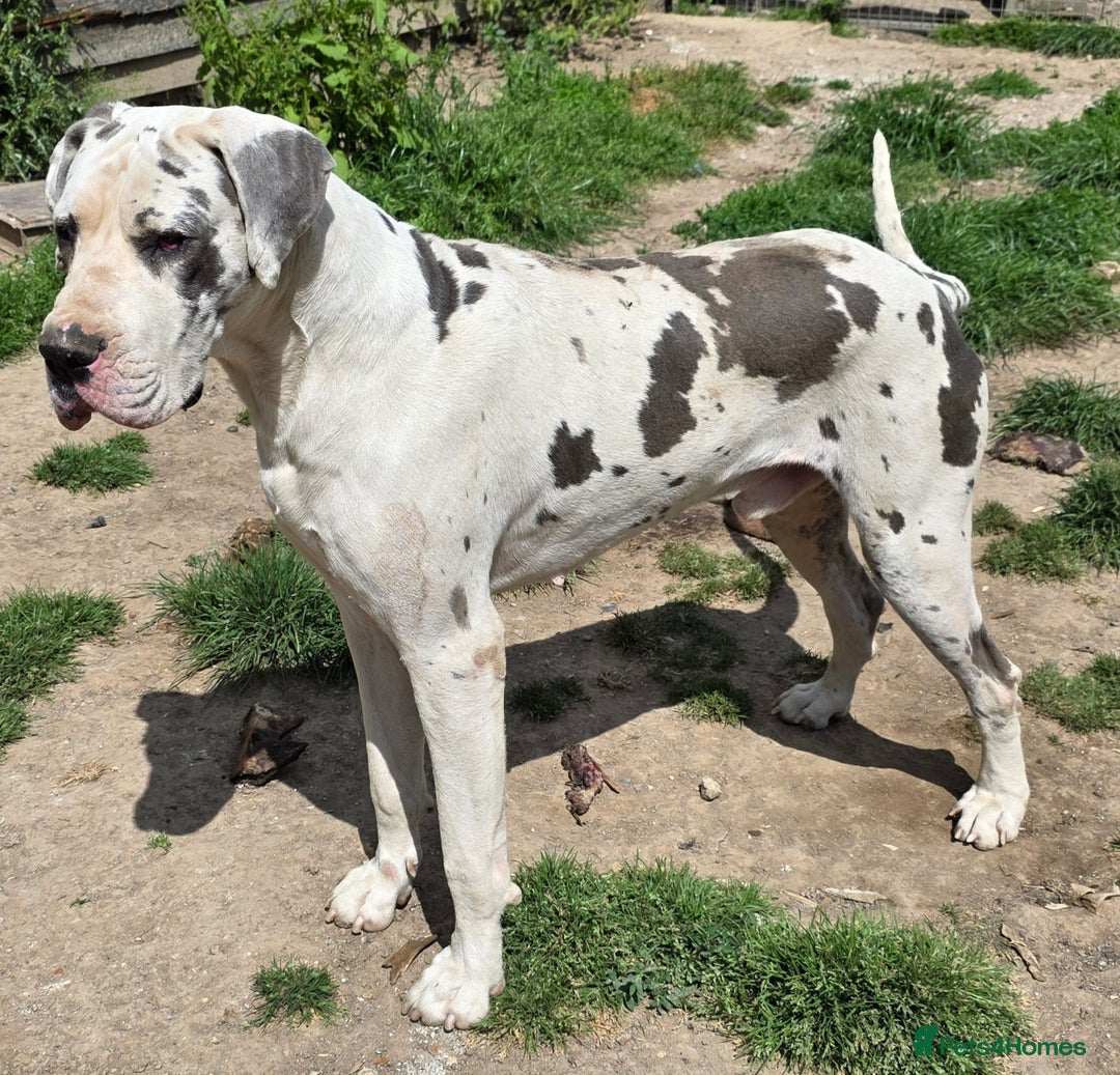 Great Dane dogs for sale: Great dane puppies for sale  in Brentwood - Image 12