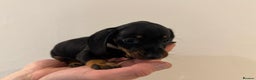 Miniature Dachshund dogs for sale: KC registered miniature dachshunds - Advert 20