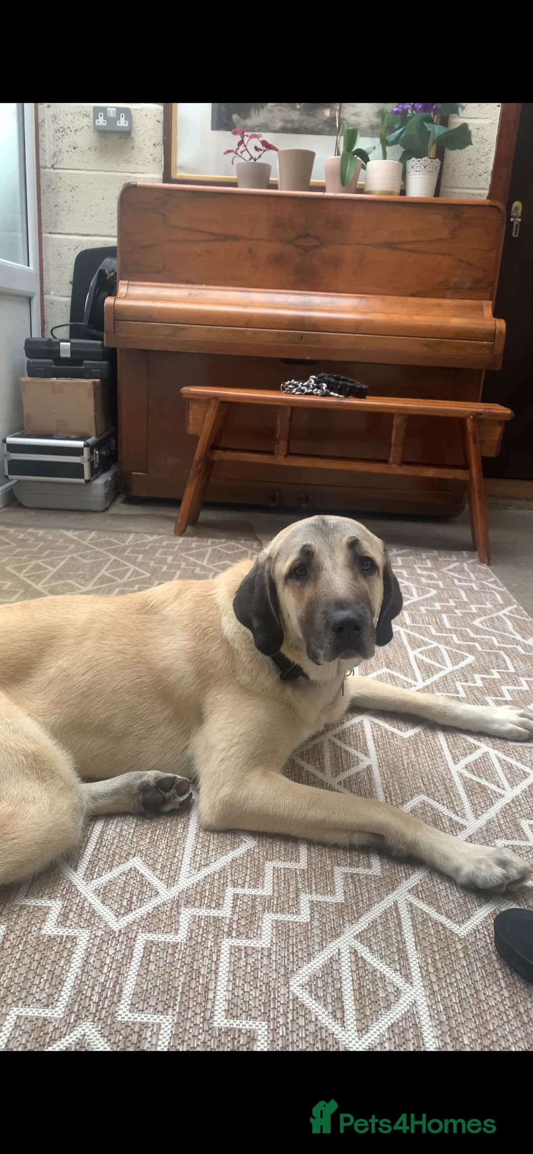 Turkish Kangal dogs for sale: Ghost Turkish kangal (she) - Advert 4