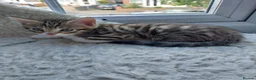 Bengal cats for sale:  Ready NOW!Mixed/x tabby/half bengal kittens💙💚🧡 - Advert 6