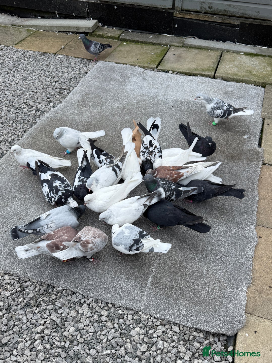 Pigeons birds for sale: Pigeons in Manchester - Image 7