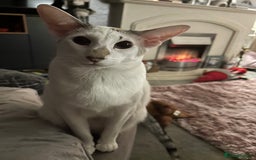 Oriental cats for sale: Oriental Male Cat - 3 years old  - Image 4
