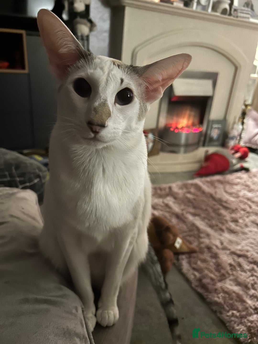 Oriental cats for sale: Oriental Male Cat - 3 years old  - Image 4