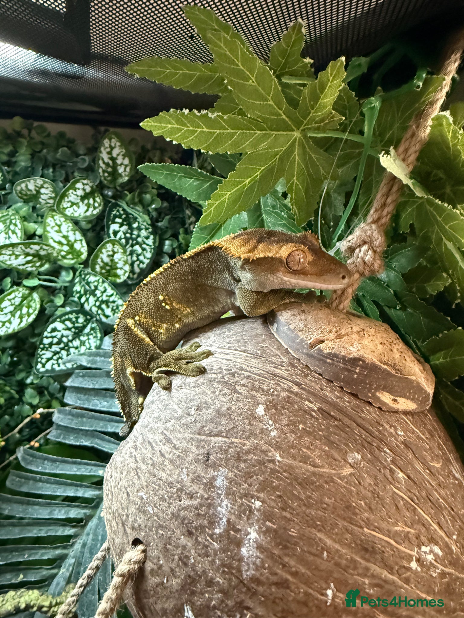 Gecko reptiles Crested gecko for sale  - Advert 1