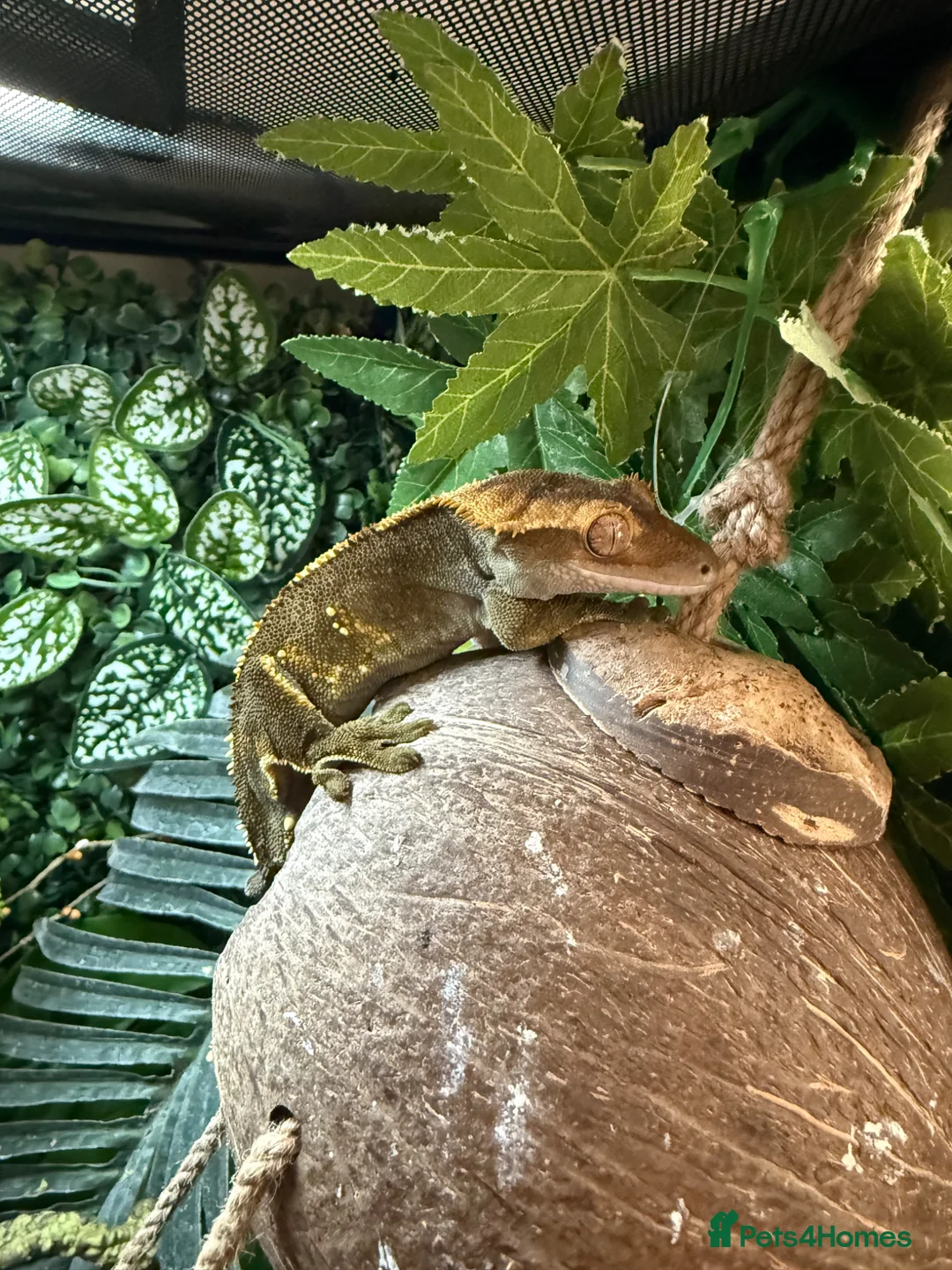 Gecko reptiles for sale: Crested gecko for sale  - Advert 1