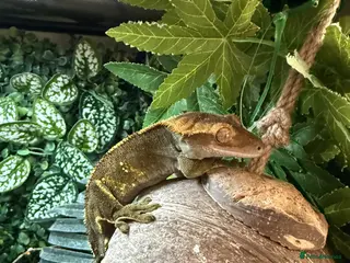 Gecko reptiles Crested gecko for sale - Advert 1