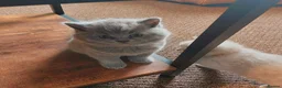 British Shorthair cats for sale: ⭐️ Exceptional GCCF registered kittens ⭐️ in Abertillery - Advert 16
