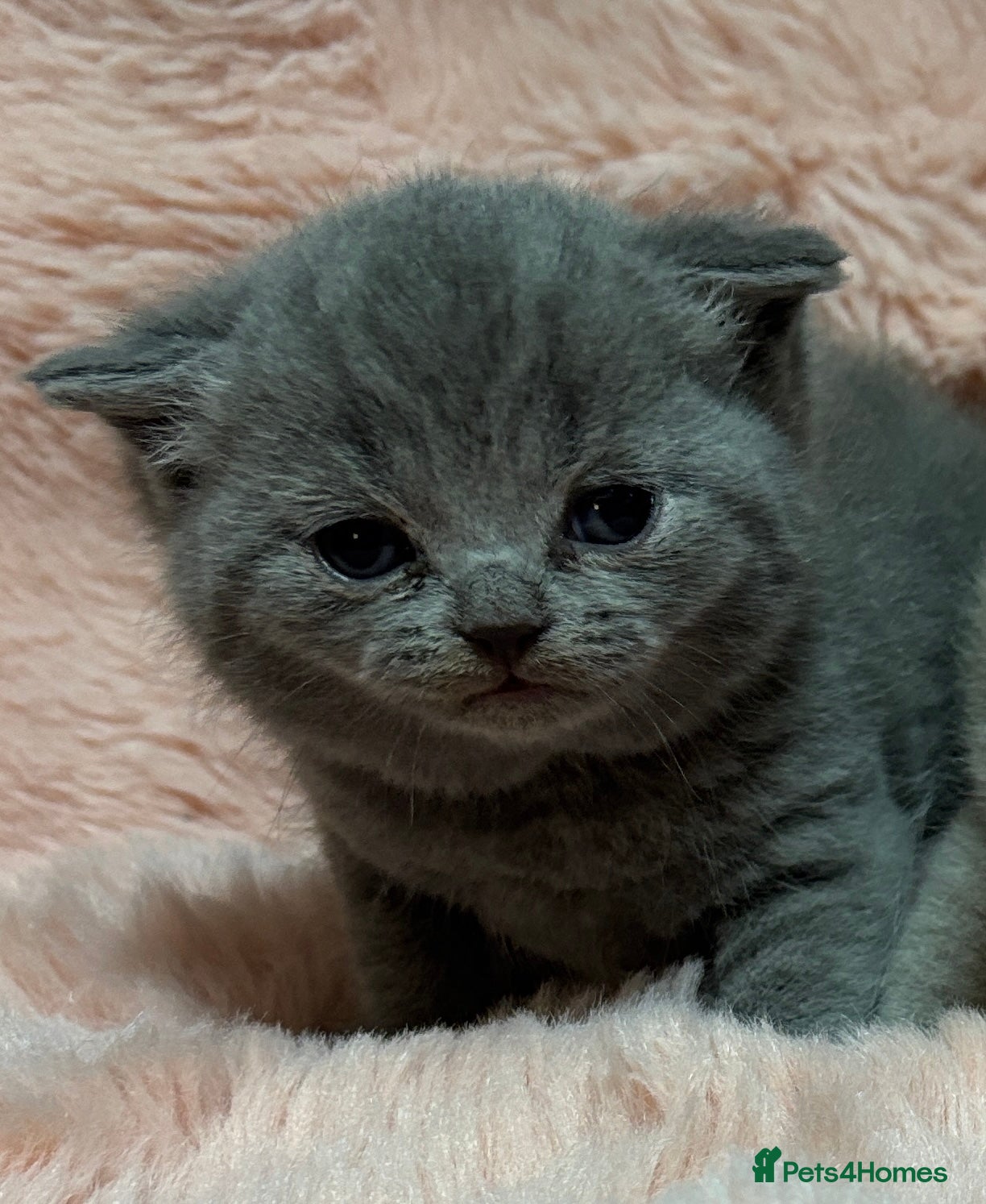 British Shorthair cats British short hair kittens - ONE BLUE FEMALE LEFT - Advert 8