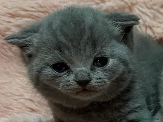 British Shorthair cats British short hair kittens - ONE BLUE FEMALE LEFT - Advert 8