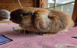 Mini Lop rabbits for sale: Chocolate harliquin boy XX Sold XX  - Image 5