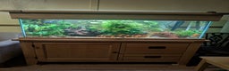 Plecos fish for sale: Cracked Zebra Plecos, Clown Plecos and More  - Advert 13