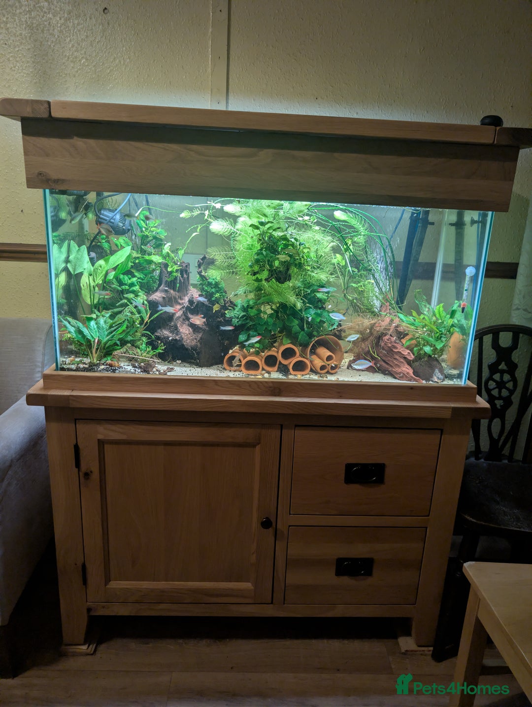 Plecos fish for sale: Cracked Zebra Plecos, Clown Plecos and More  - Advert 13