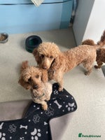 Cockapoo dogs - Advert 2