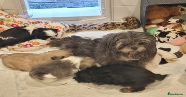Shih Tzu dogs - Advert 4