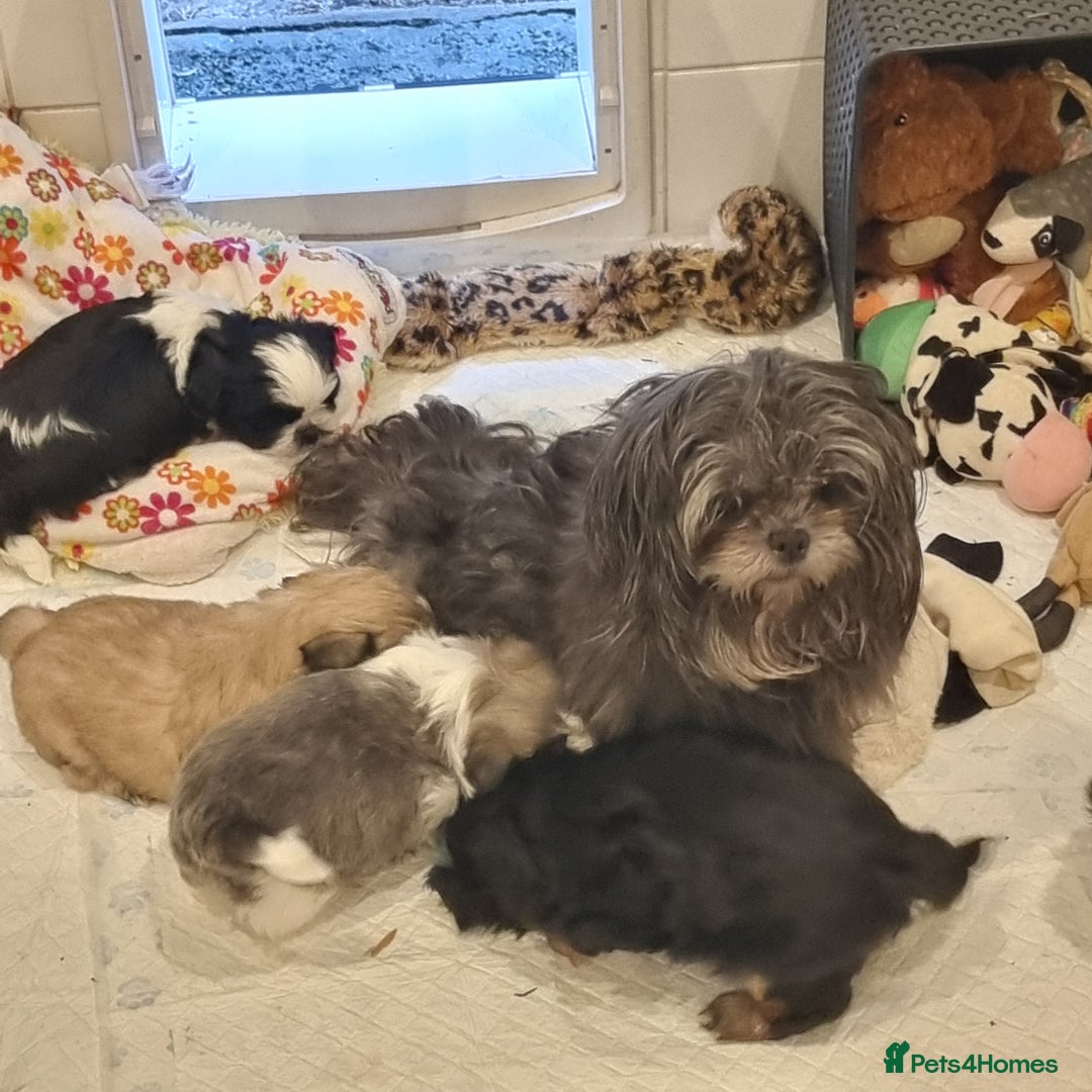 Shih Tzu dogs for sale: Kc reg stunning very tiny babies boys/girls - Image 2