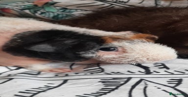 Guinea Pig rodents - Advert 13