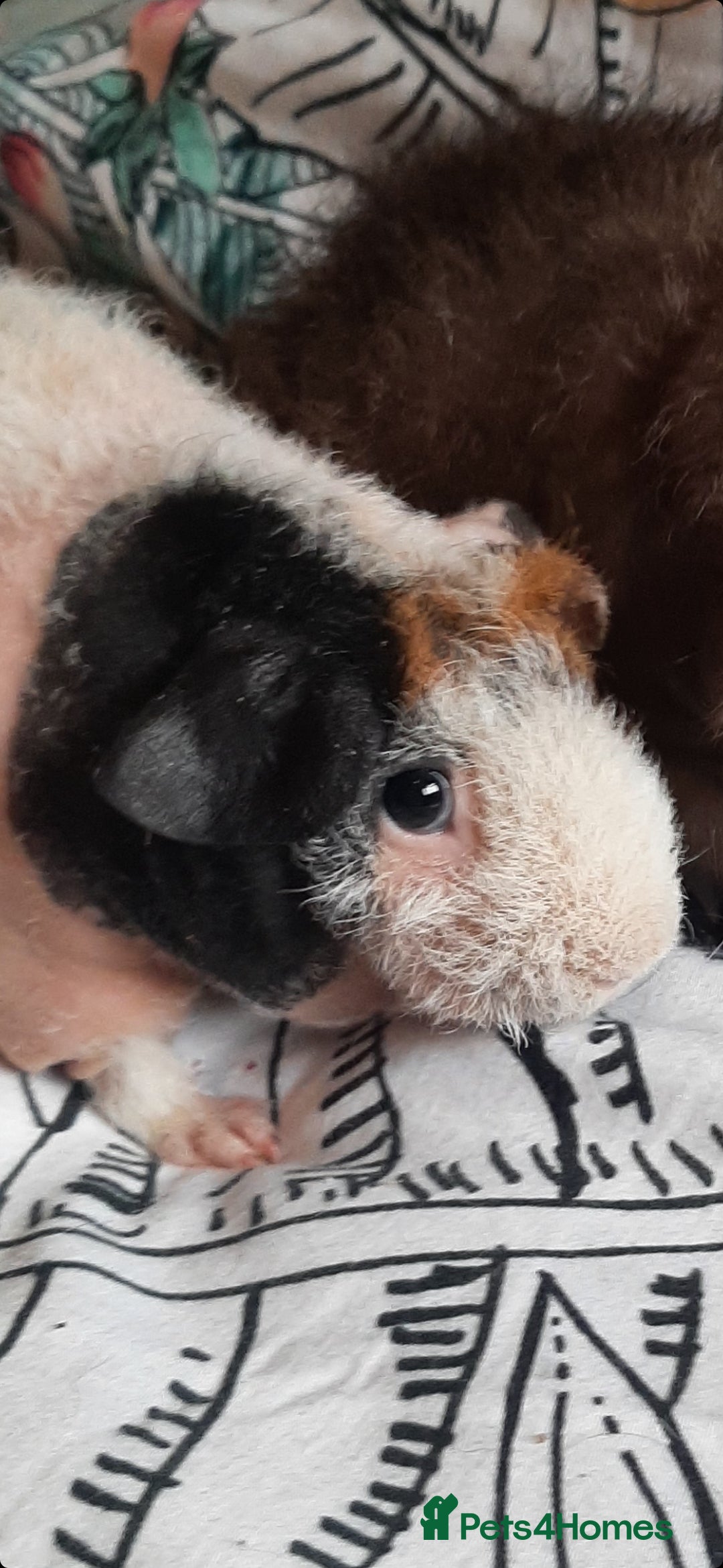 Guinea Pig rodents for sale: Skinny pigs. Various ages + prices. - Image 3