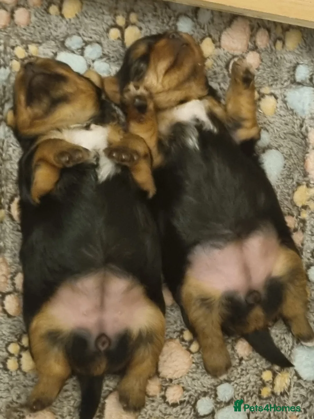 Yorkshire Terrier dogs for sale: Beautiful yorkshire terrier puppies for sale  - Advert 8