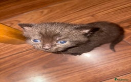British Shorthair cats for sale: British Shorthair chocolate/grey colours  - Image 23