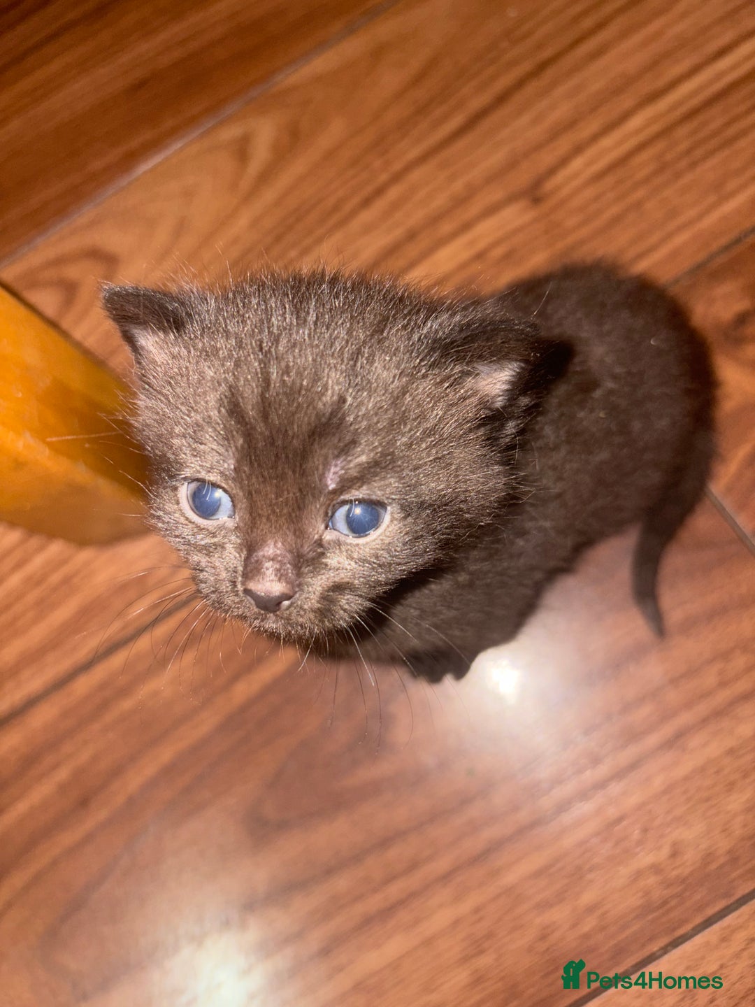 British Shorthair cats for sale: British Shorthair chocolate/grey colours  - Image 23