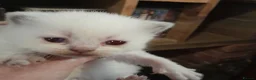 British Shorthair cats for sale: British Shorthair Lilac Colourpoint Kittens - Advert 6