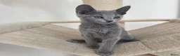 Russian Blue cats for sale: 💥PRICE REDUCED – Russian Blue, TICA - Advert 7