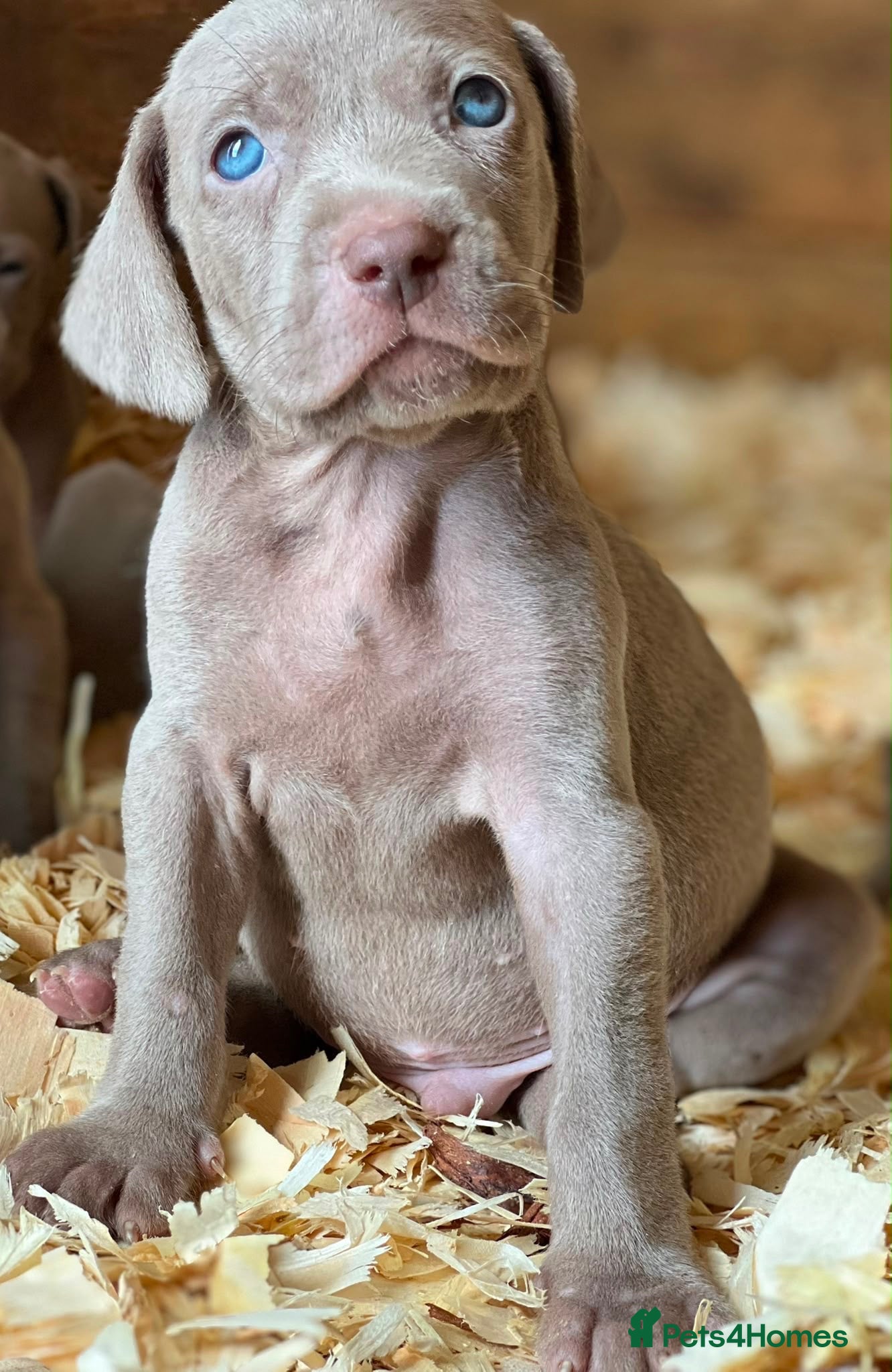 Weimaraner dogs KC Registered silver Weimaraner puppies - Advert 2