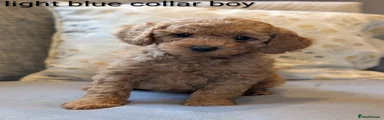Cockapoo Puppy 4