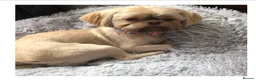 Shih Tzu dogs for sale: Stunning Solid Chocolate Kc Imperial Pups - Advert 2
