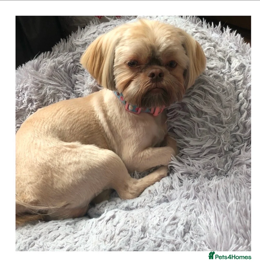 Shih Tzu dogs for sale: Stunning Solid Chocolate Kc Imperial Pups - Advert 2