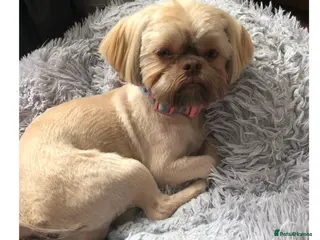 Shih Tzu dogs Stunning Solid Chocolate Kc Imperial Pups - Advert 2